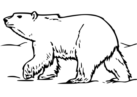 Polar Bear Walking In Snow Coloring Page